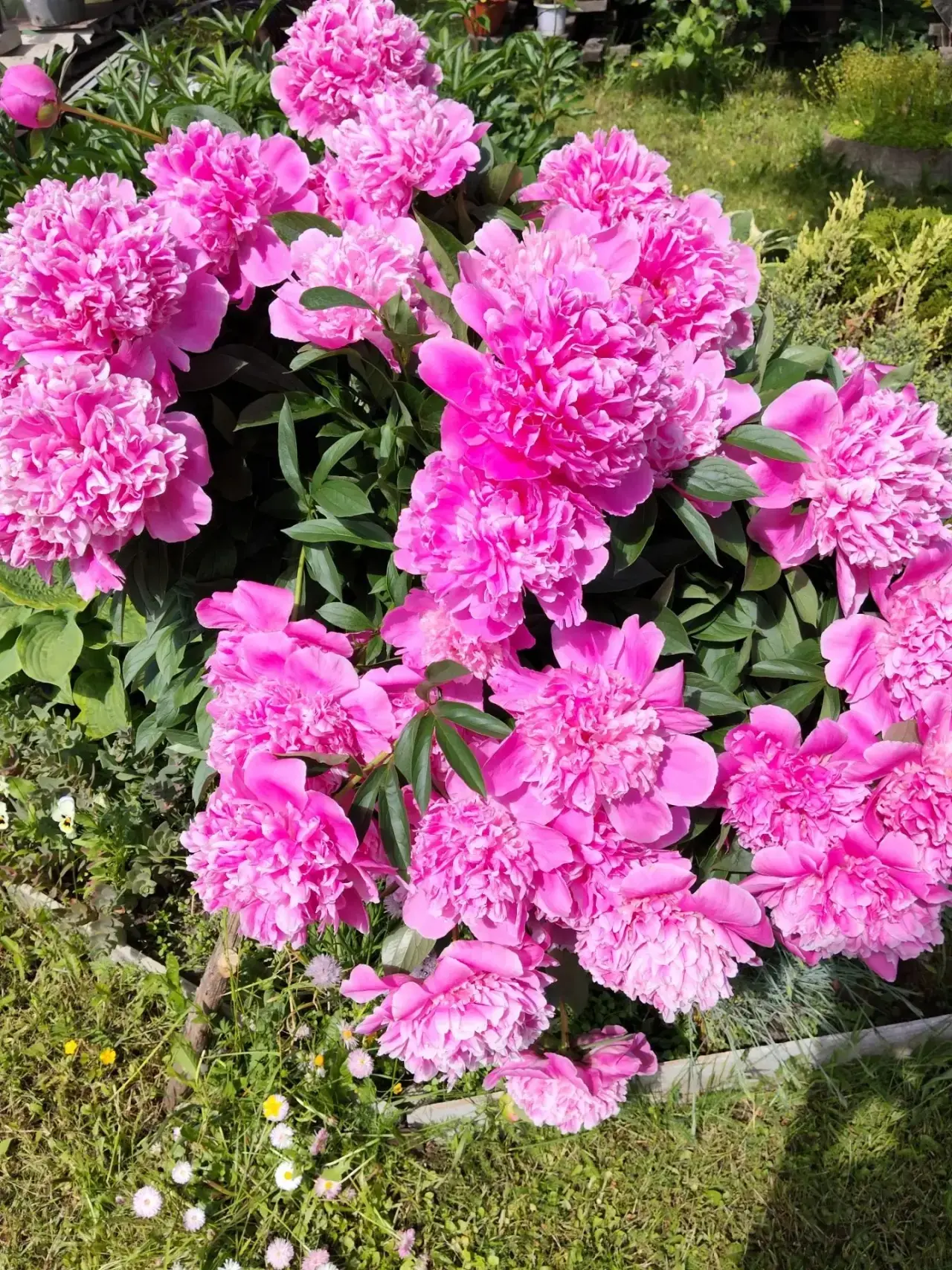 У родителей на даче расцвели пионы 😍 (и не только). 

Чем старше становлюсь, тем меня больше восхищ