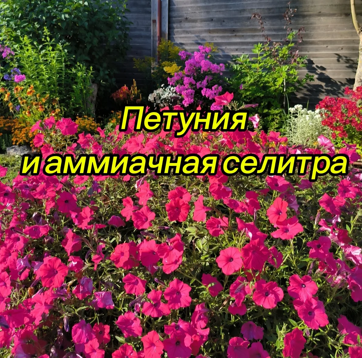 🌸Петуния🌸 и 🌀аммиачная селитра🌀 

🌿 Аммиачная селитра 🌿 

🌿 азотное удобрение, которое помога