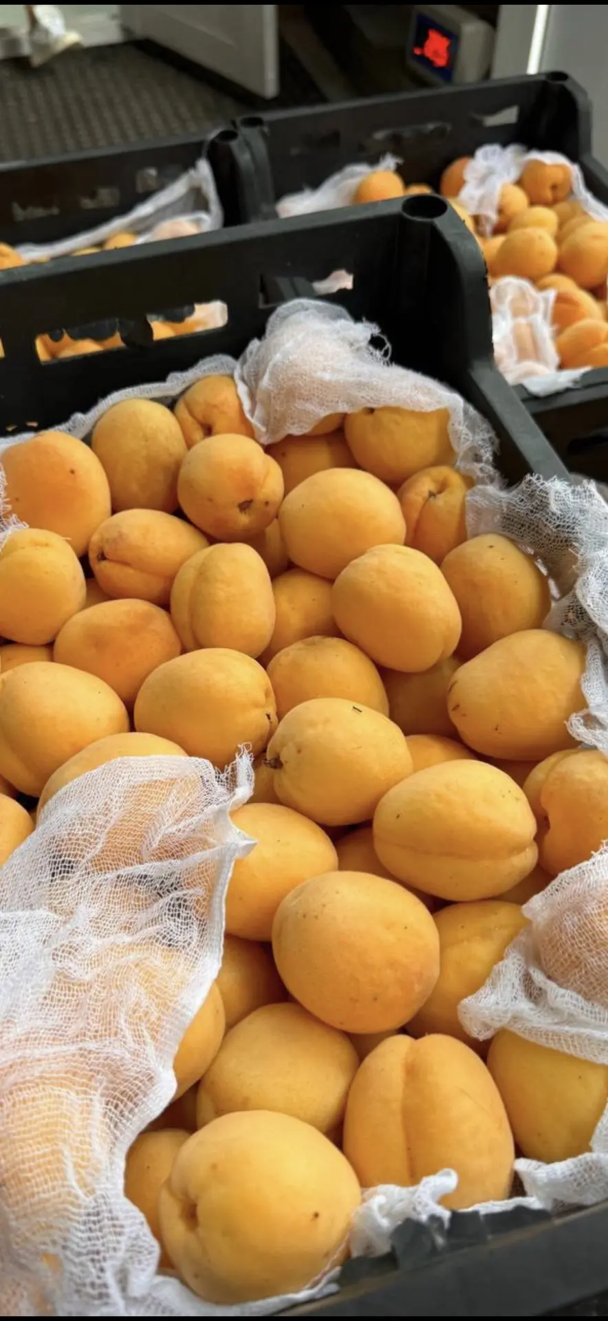 🍑🍒 УЖЕ ЗАВТРА, 10 июня, к нам приезжают свежие абрикосы и черешня!

💰 Цена на абрикосы:
400 ₽/кг 