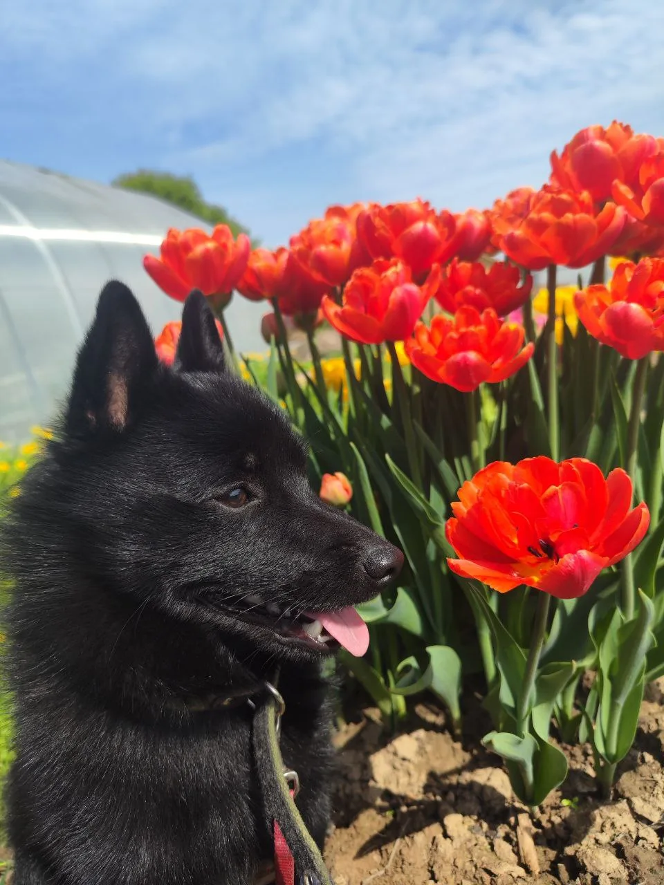 🌷Уход за тюльпанами после цветения.

1. Срезаем семенные коробочки.
2. Подкармливаем фосфорно-калий