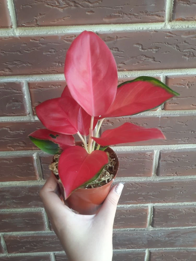 В наличии
Аглаонема Чайна Ред (Aglaonema China Red)

Яркое, сочное и очень эффектное растение, котор