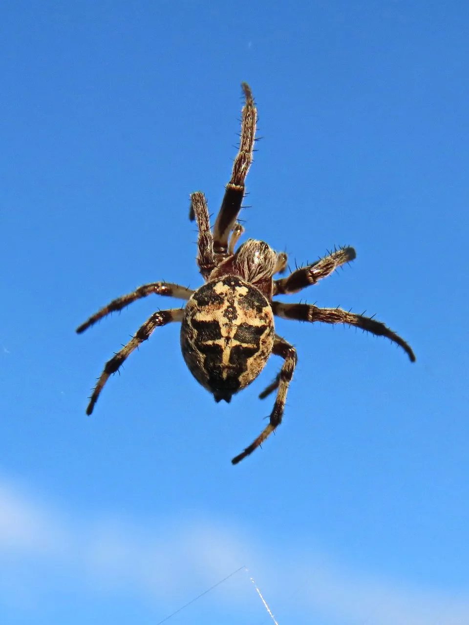 ФЛОРА И ФАУНА ЛЕСНОГО🕷
При приближении фотокамеры некоторые пауки не убегают, а принимают угрожающу