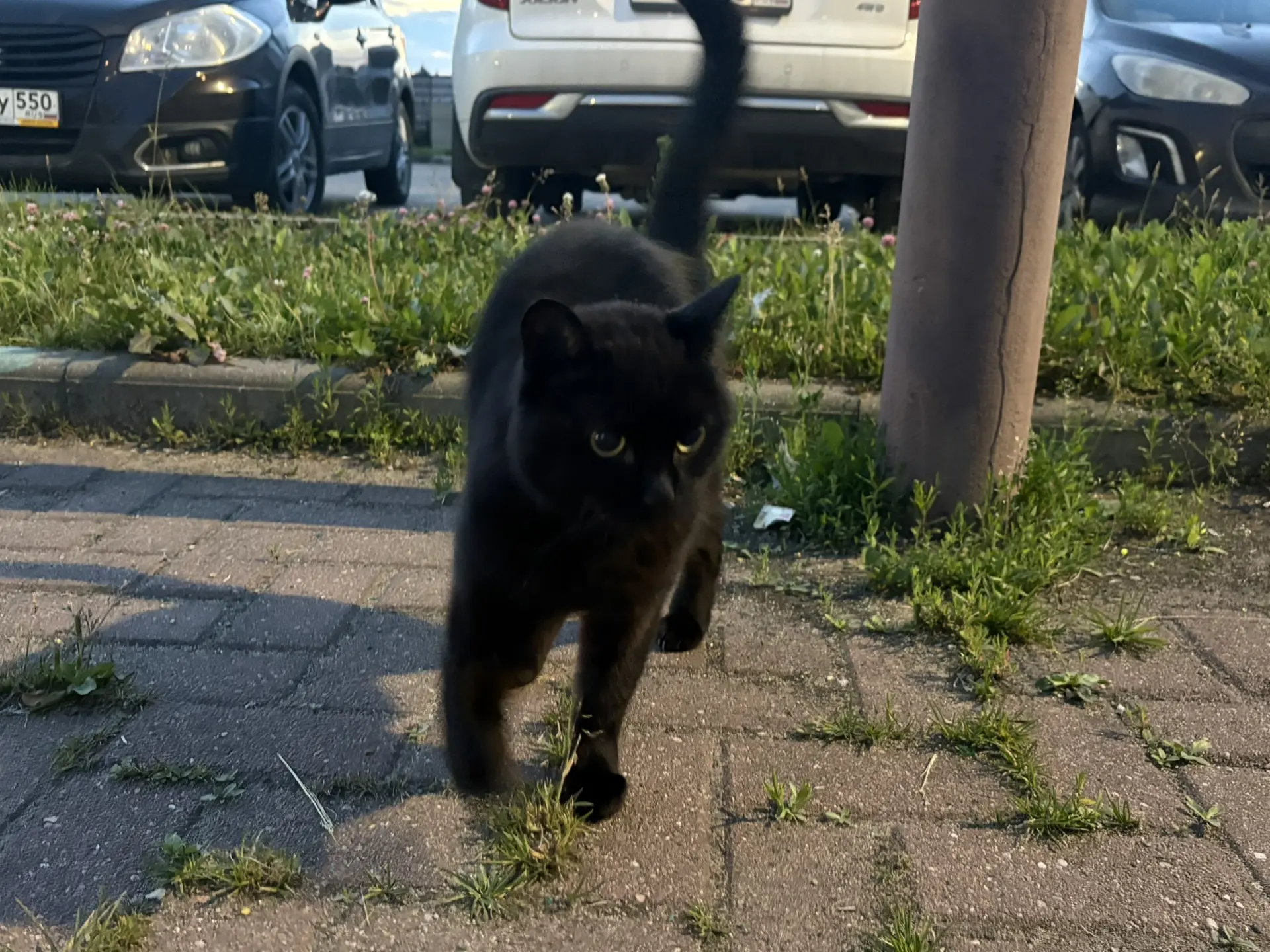 Никто не знает, чей это котик?