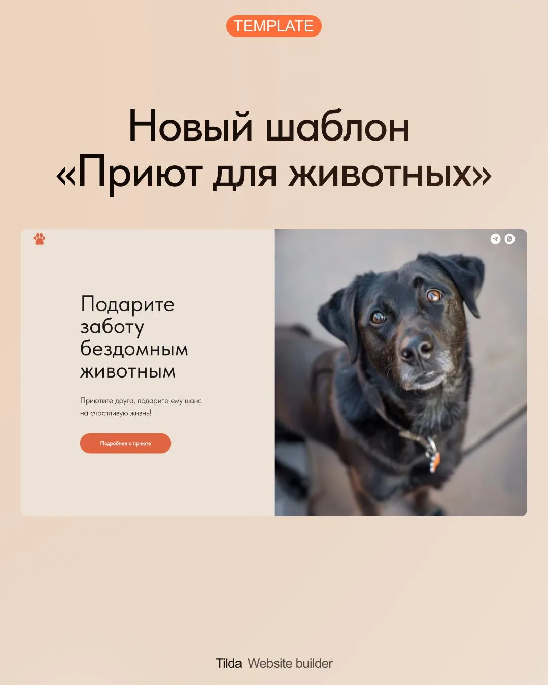 🆕 Приют для животных — новый базовый шаблон

Универсальный шаблон в тёплой дружелюбной стилистике с