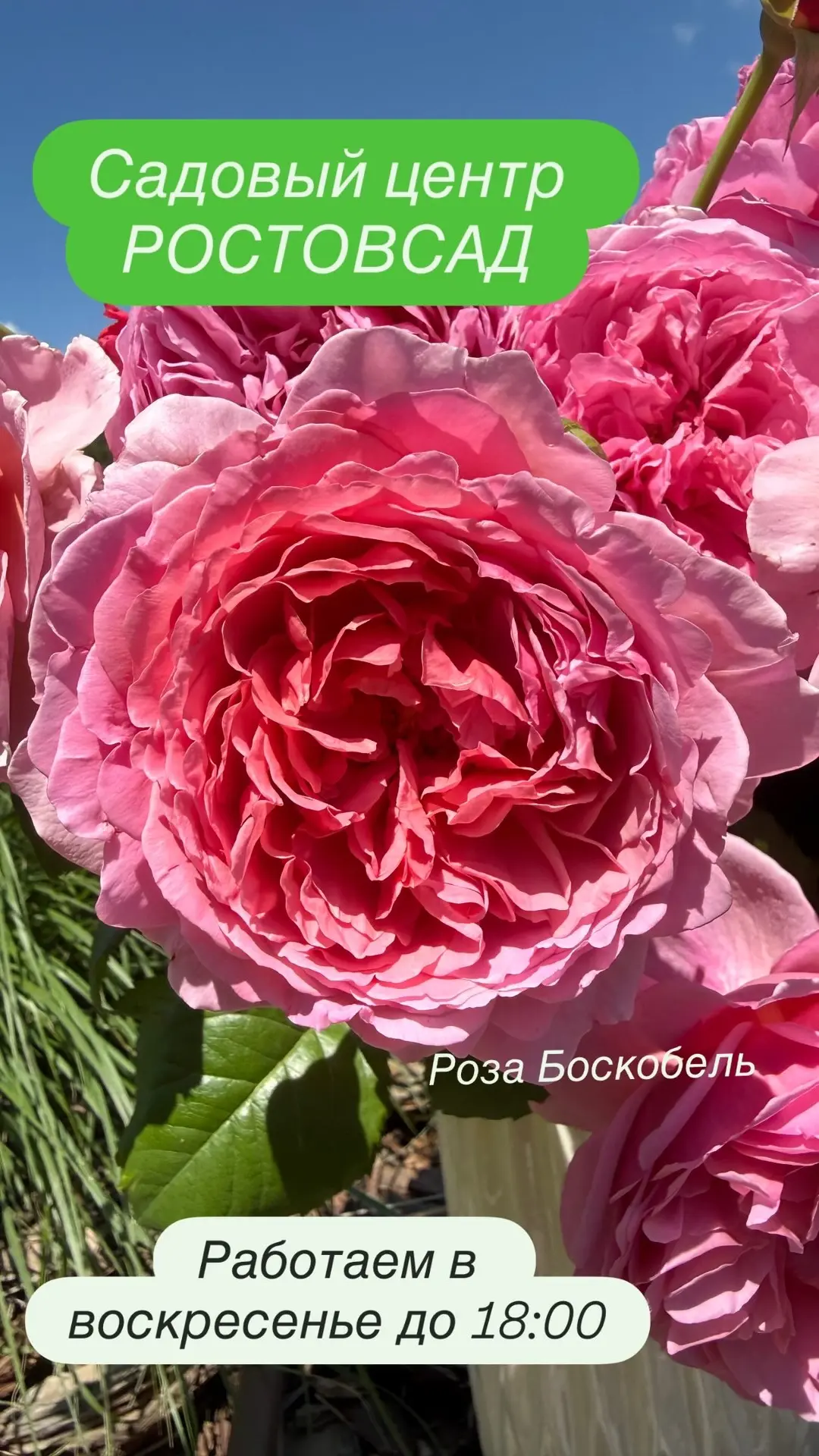 Мы работаем сегодня до 18:00

Напоминаю, что сегодня последний день акции!!
При покупке любой розы- 