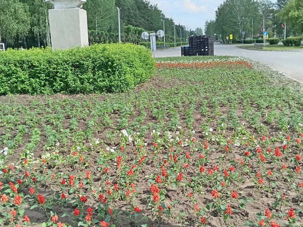 На клумбах в городе высадили цветы.

Их нежная красота:

🌿 создаёт приятную атмосферу,

🌿 поднимае