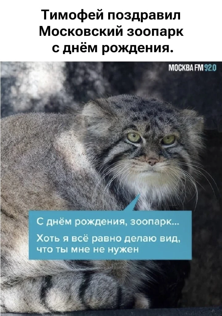 Вы много знаете настоящих коренных москвичей? 
Зато все и не любят, хотя настоящих не видели, а суди