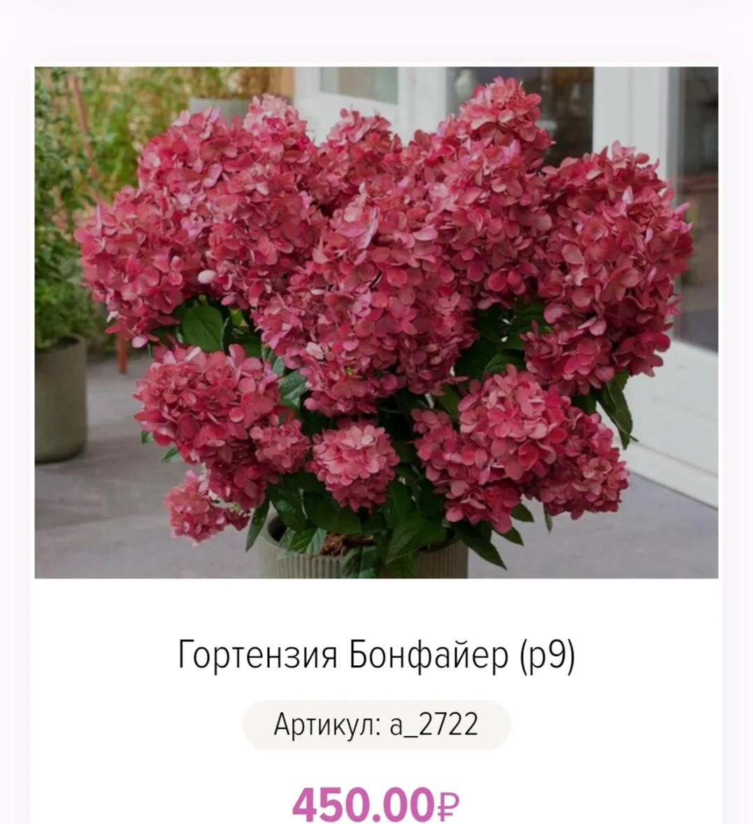 🤔 Что есть в продаже?

☘️ Гортензии метельчатые:
🔸Металлика 500р.
🔸 Бонфайер 500р.
🔸 Селекшн 450
