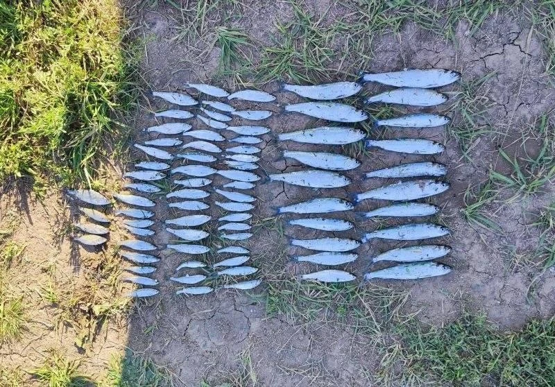 На Цимлянском водохранилище поймали двух браконьеров 
 
Сотрудники полиции и рыбоохраны задержали дв