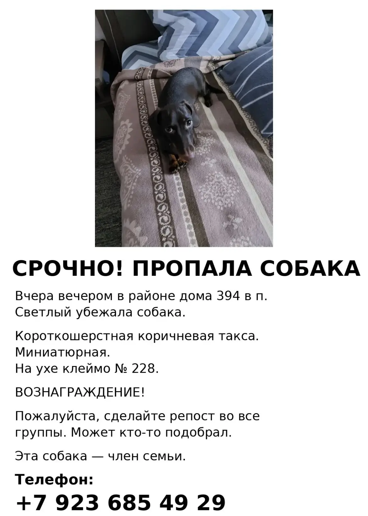 Вчера вечером пропала собака. На ней был розовый ошейник и поводок рулетка. Такса миниатюрная. Гладк