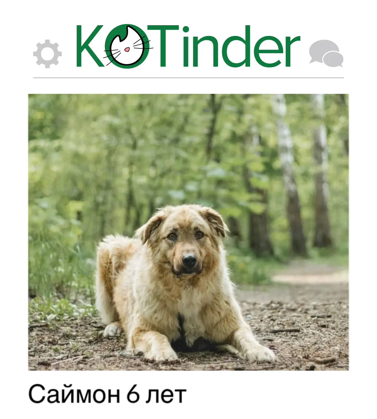 #пост 6412
Город:  Москва и МО
Дата: 19.06.2026
Статус: поиск дома 

Саймон — не ураган и не стихия.