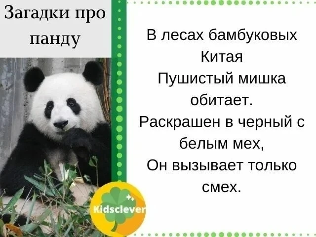 16 марта мир празднует Международный день панд🐼🐼, самых забавных и милых существ на планете Земля.