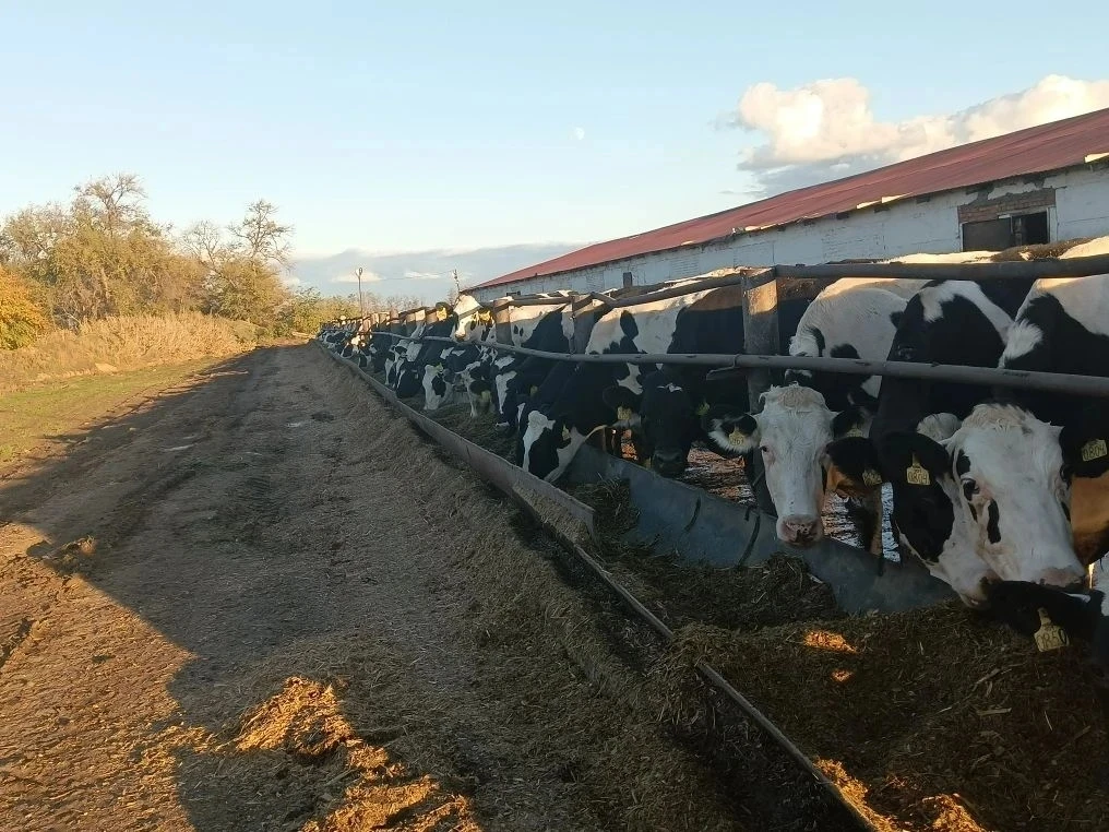 Освоение зоотехнии на практике 🌾🐮

Борознова Мария, студентка Донского аграрного колледжа, осваива