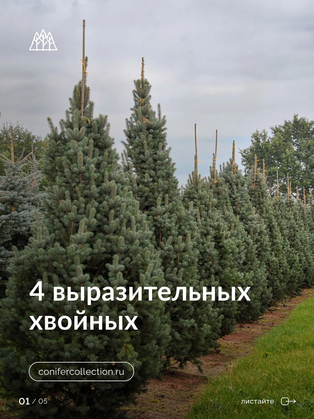 Голубые акценты в саду

Голубая хвоя не выцветает и не меняется со временем — она одинаково хороша и
