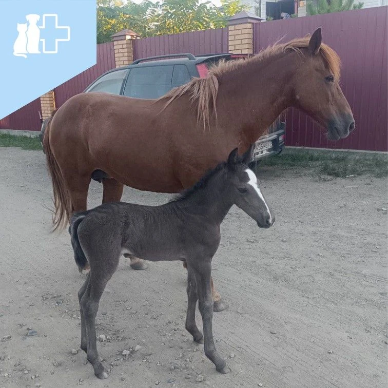 🐴 Лептоспироз у лошадей.

Лептоспироз — серьёзная инфекция, которая может протекать незаметно, но п