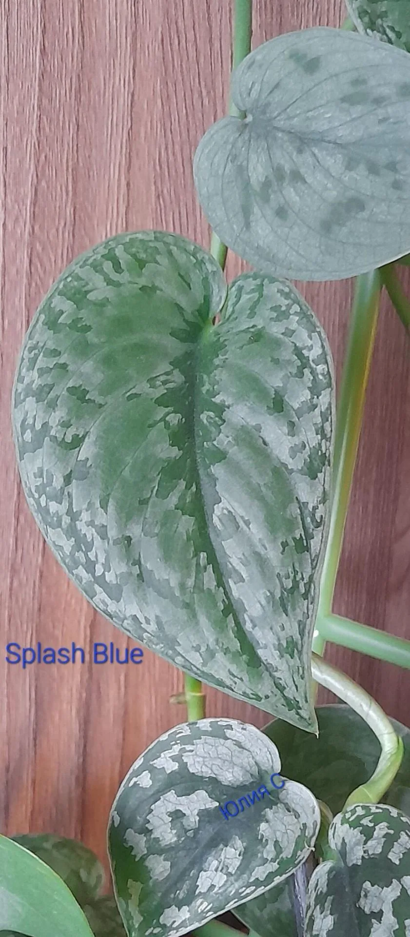 Сциндапсус Splash Blue тайский:
1-матер.растение
2-укорененная верхушка,300 р.
Саратов,ост.2 я Проле