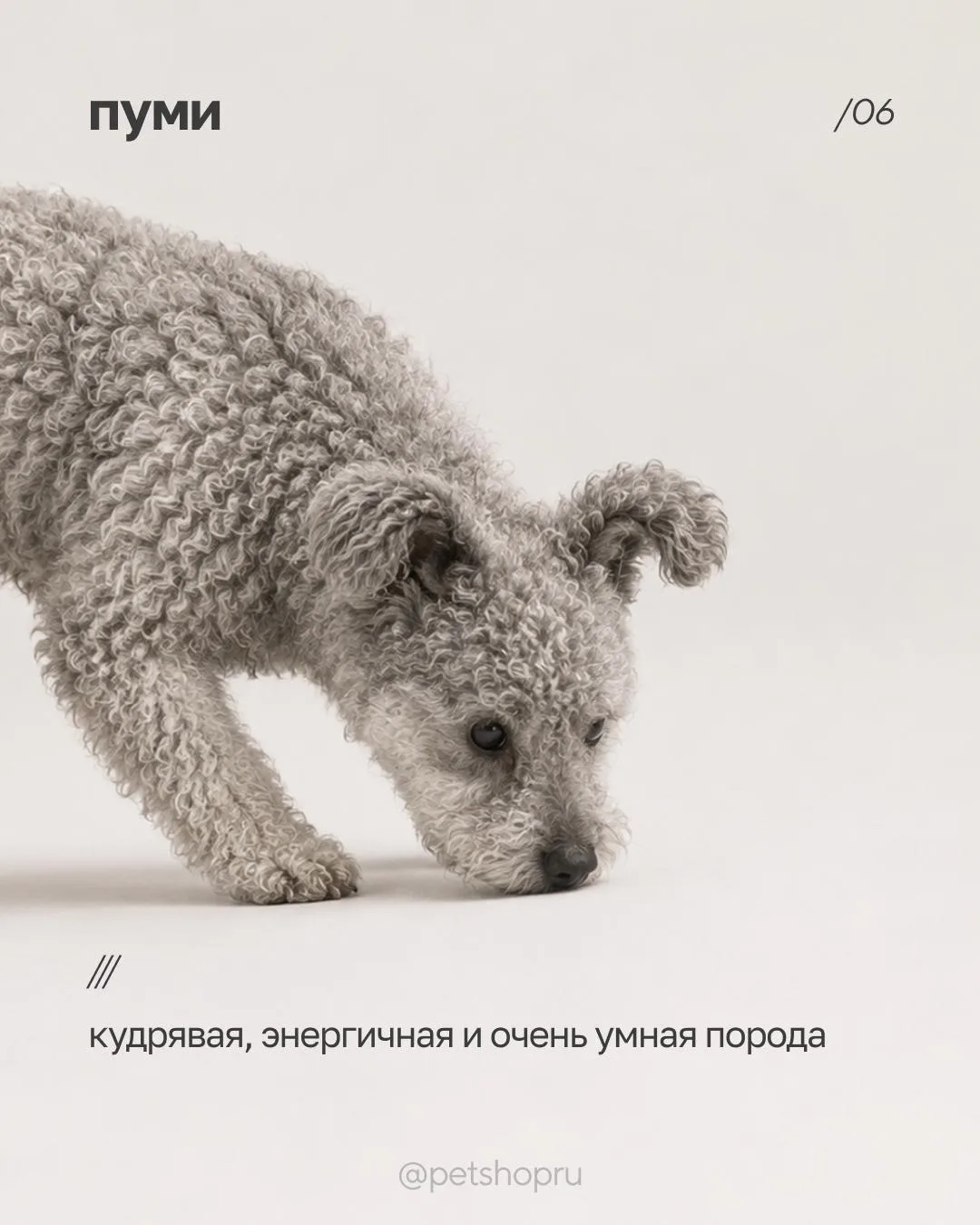 Для самых нишевых любителей хвостиков 💅

Видели хоть раз кого-то вживую? 🐶 Отправьте другу, которы