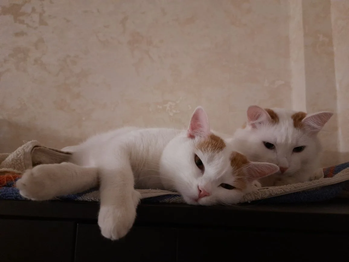 Кто самый сладенький?)