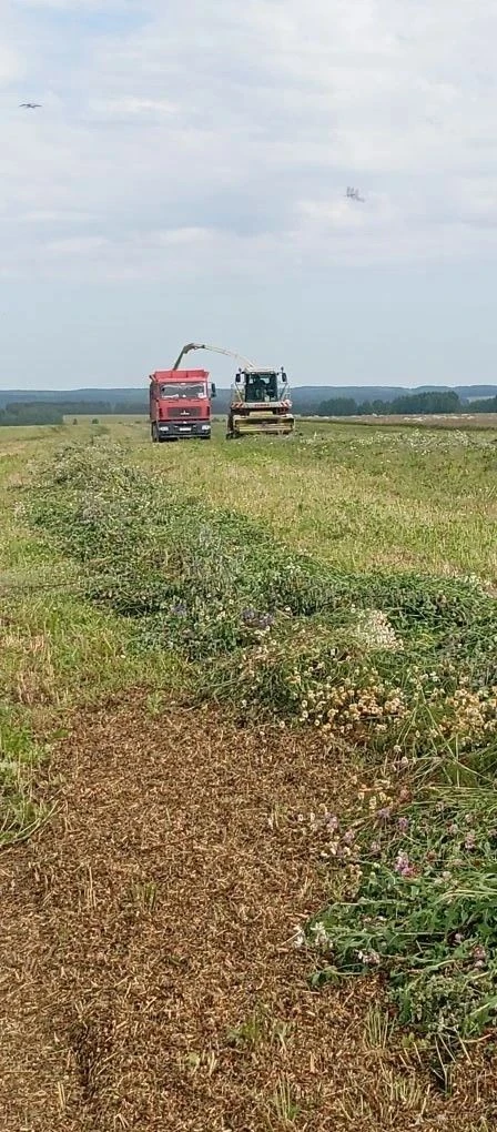 ✅Аграрии Пижанского муниципального округа приступили к работам по заготовке кормов. Первыми начали з