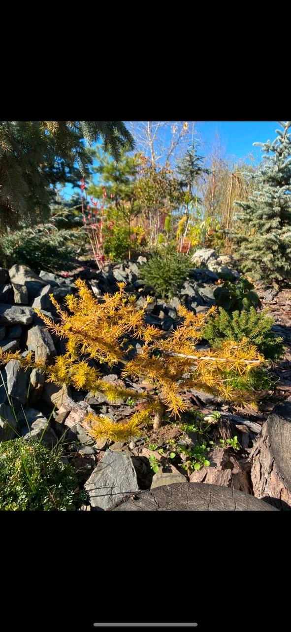 РАСТЕНИЕ ДНЯ

Larix laricina ‘Hartwig Pine’
Лиственница американская

Восточная Сибирь, г.Иркутск
Во