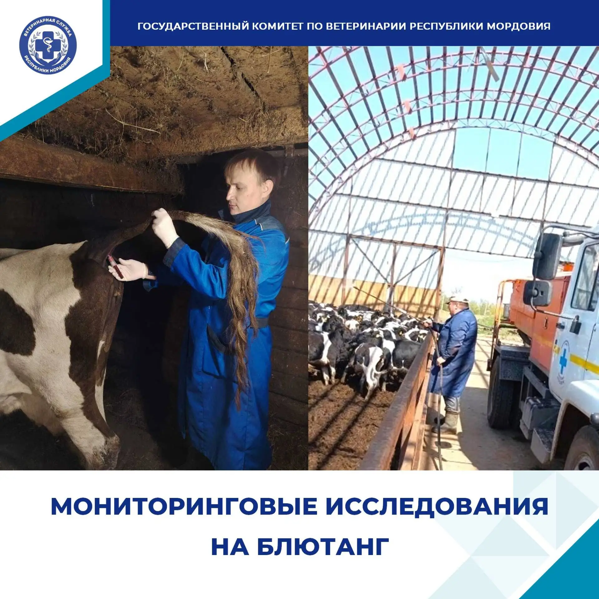 🛑 Блютанг – в дословном переводе с английского «синий язык», вирусная болезнь крупного рогатого ско