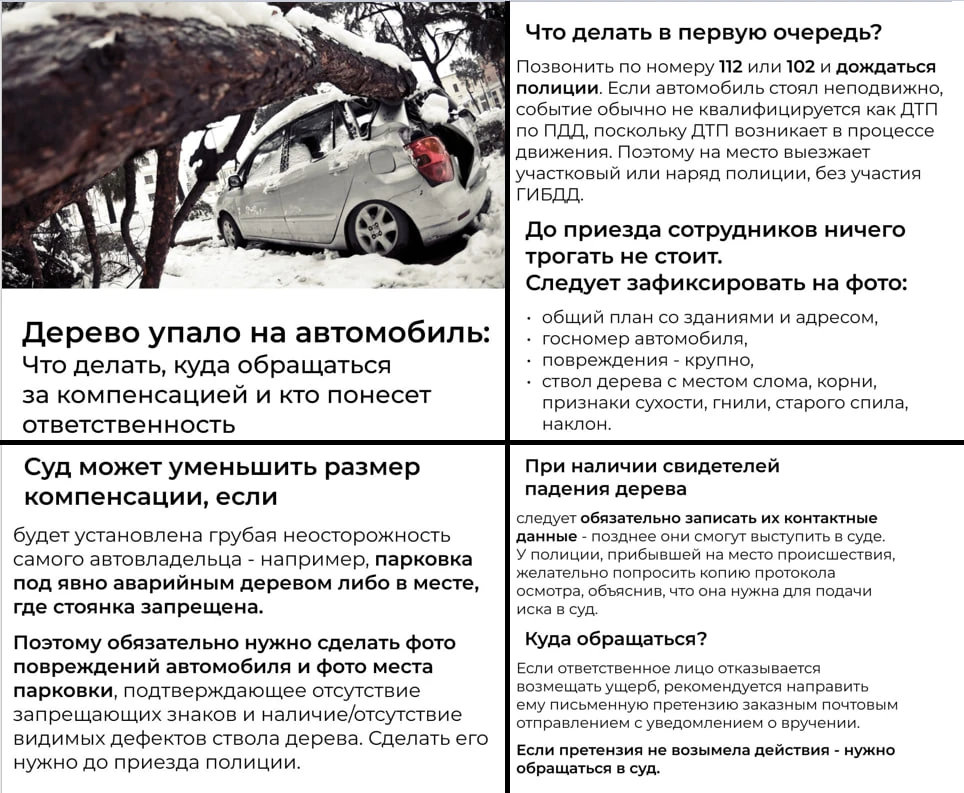⚡️Дерево упало на автомобиль: Что делать, куда обращаться за компенсацией и кто понесет ответственно