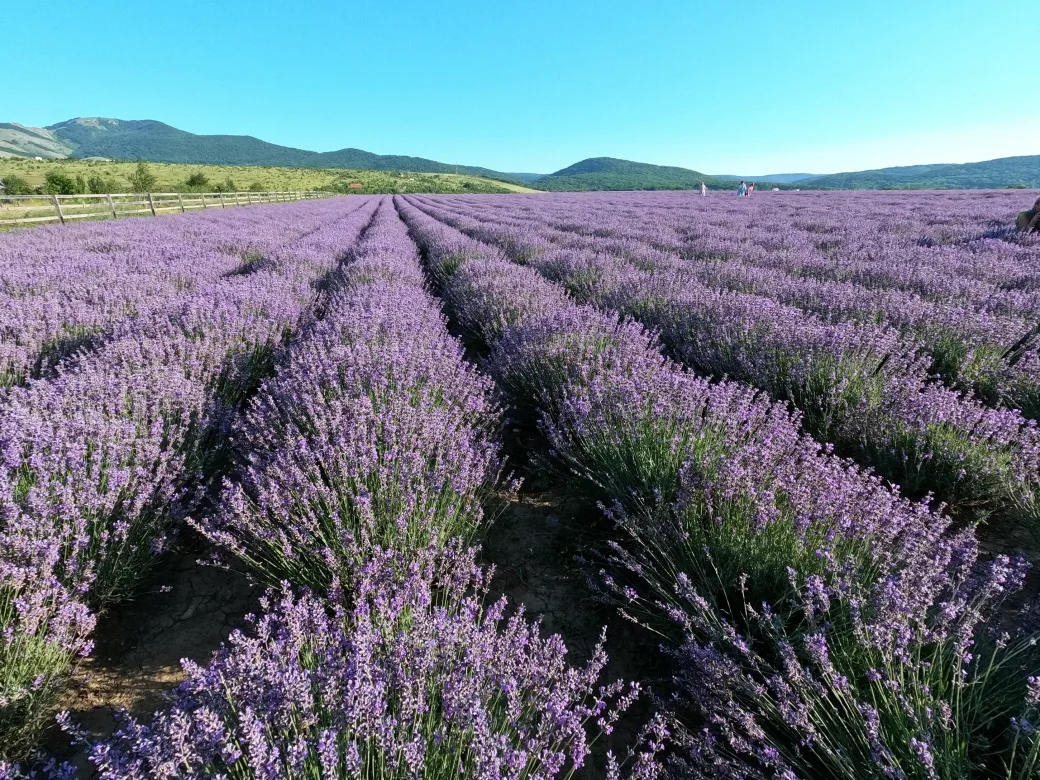 💜 ЛАВАНДОВЫЙ ЗАКАТ: МЕЧТА, КОТОРАЯ СТАНЕТ РЕАЛЬНОСТЬЮ ✨
Открываем продажи на самое душевное событие