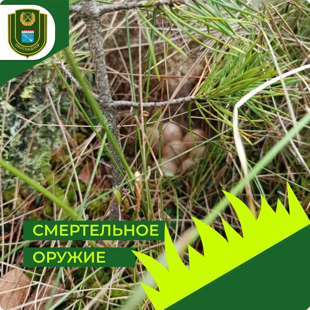 Хотим обратиться к хозяевам усато-хвостатых (особенно, если ваш любимец любит с вами бывать на даче 
