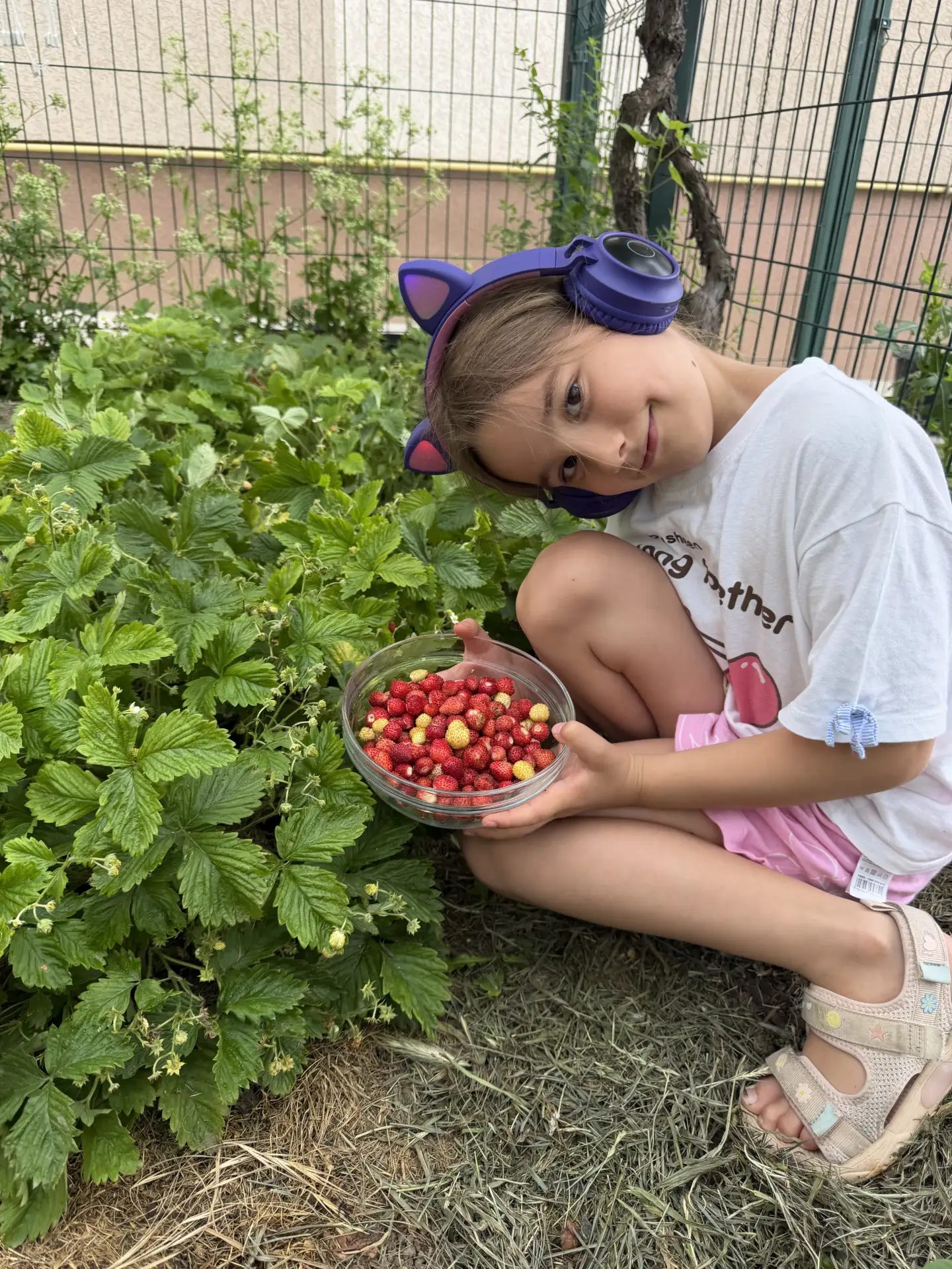 Плодожорка вчера не смогла напасть на землянику 😭Начался дождь, и ночью лил, а на утро часть ягод п