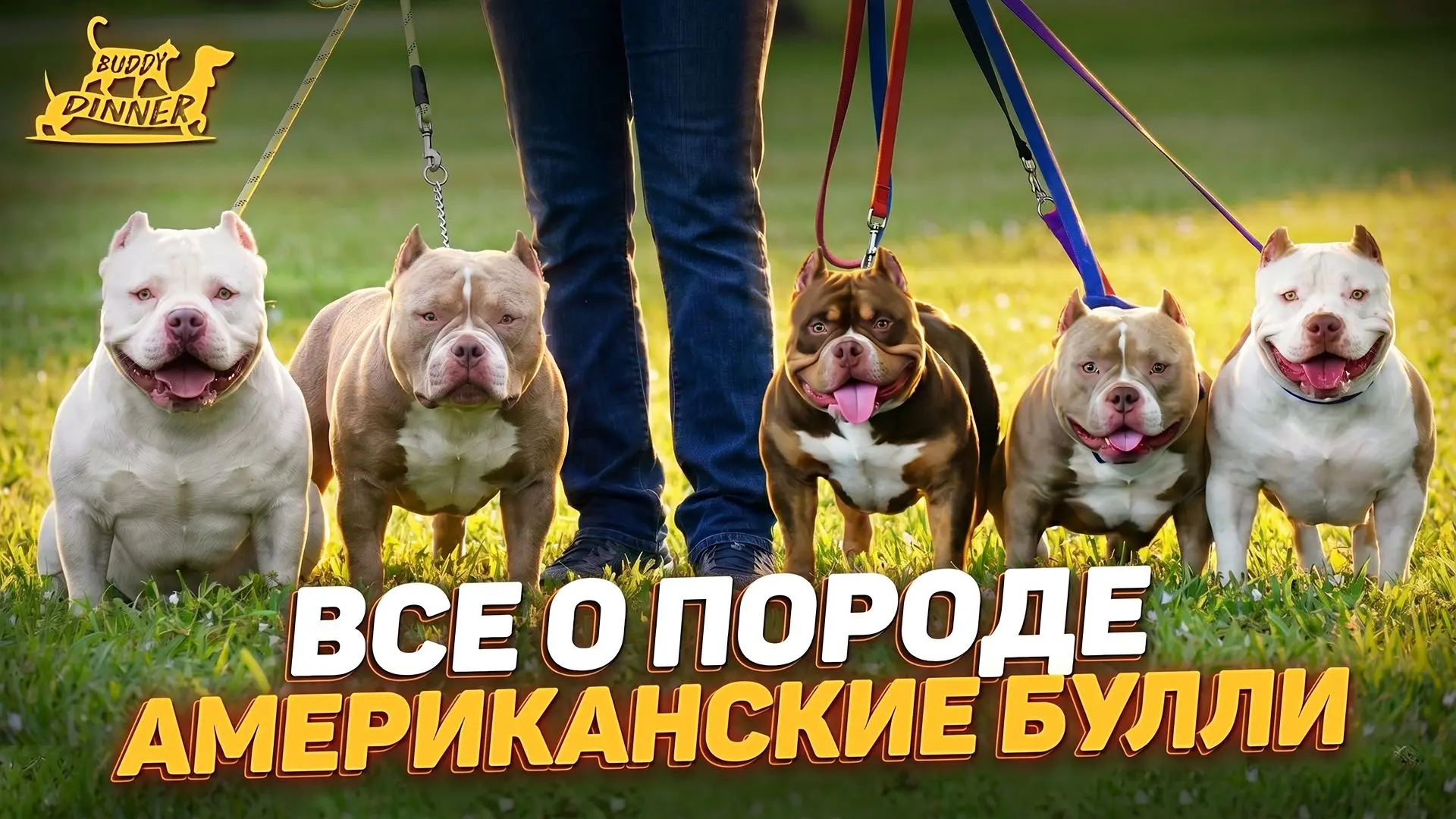 Все о породе американский булли

Американский булли — порода собак-компаньонов, выведенная в США в к