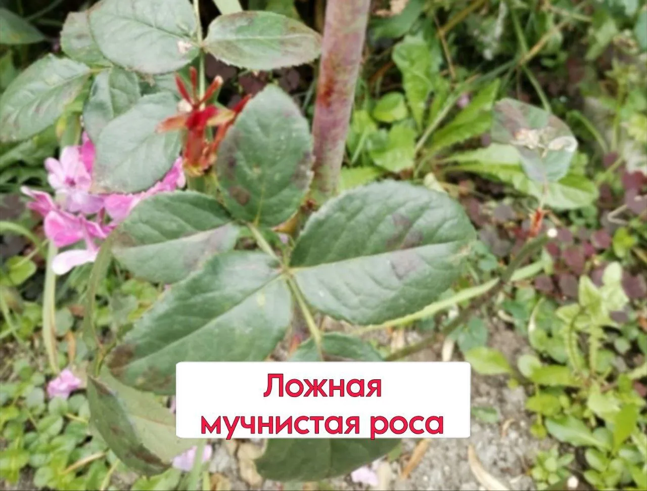 Четыре болезни роз
Чем болеют розы и как их лечить

Вторая половина лета-время не только сбора урожа