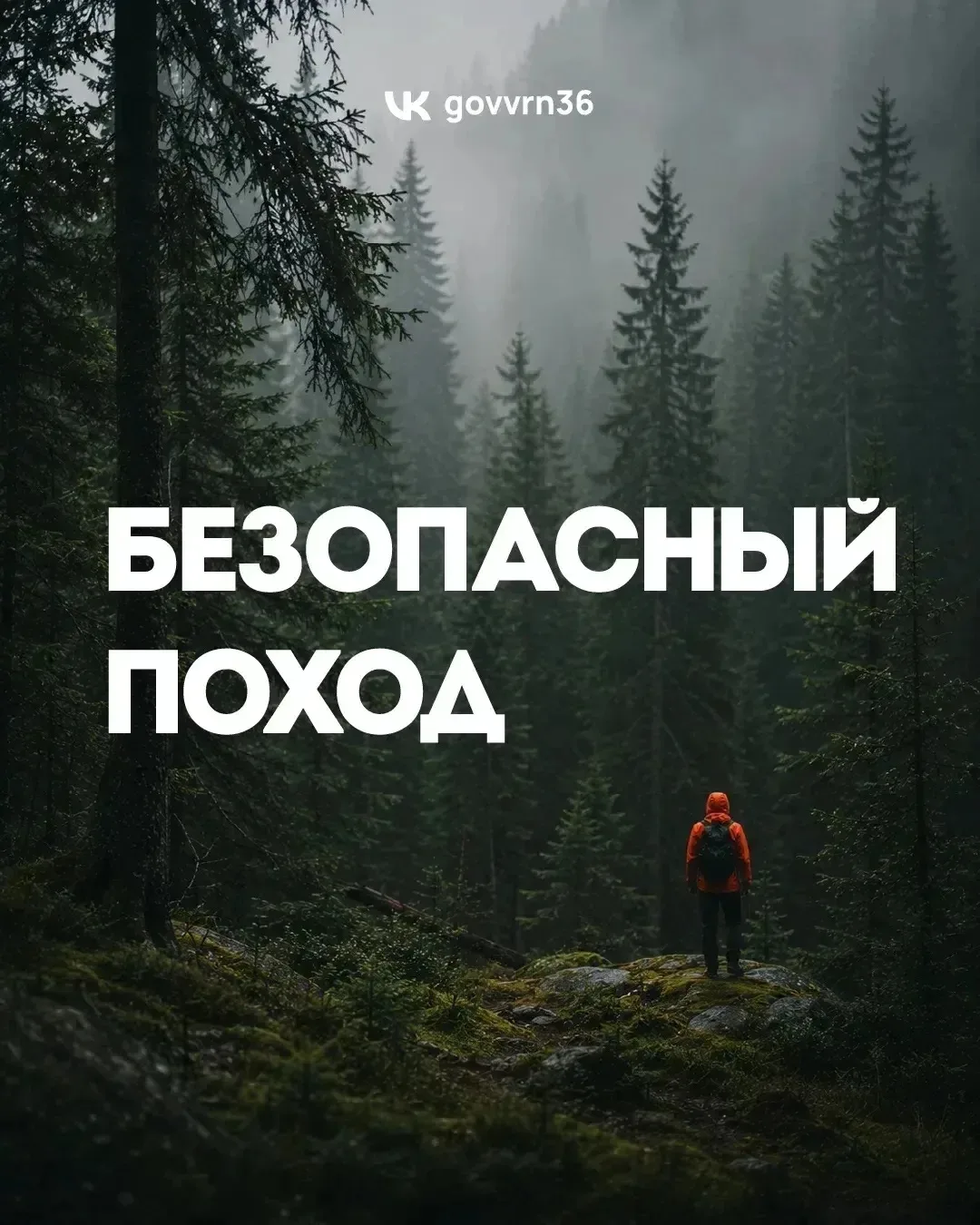 С началом лета все больше людей выбираются в лес — на прогулки, пикники, за первыми грибами и просто