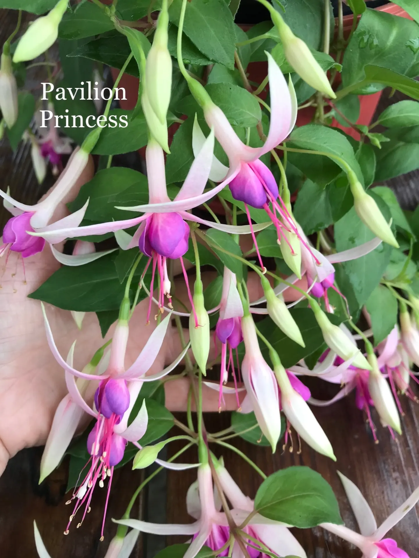 🌺Pavilion Princess 🌺
             фуксия

Ампельный сорт. Цветок среднего размера интересной формы