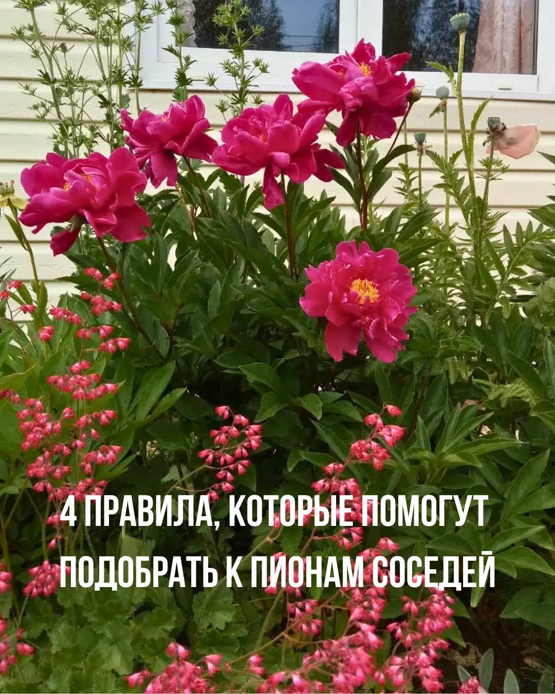 Пионы. 4 правила подбора к ним соседей:
⠀
✅Правило 1. Прикройте ноги.
⠀
Пион-то пышный, а ноги - гол