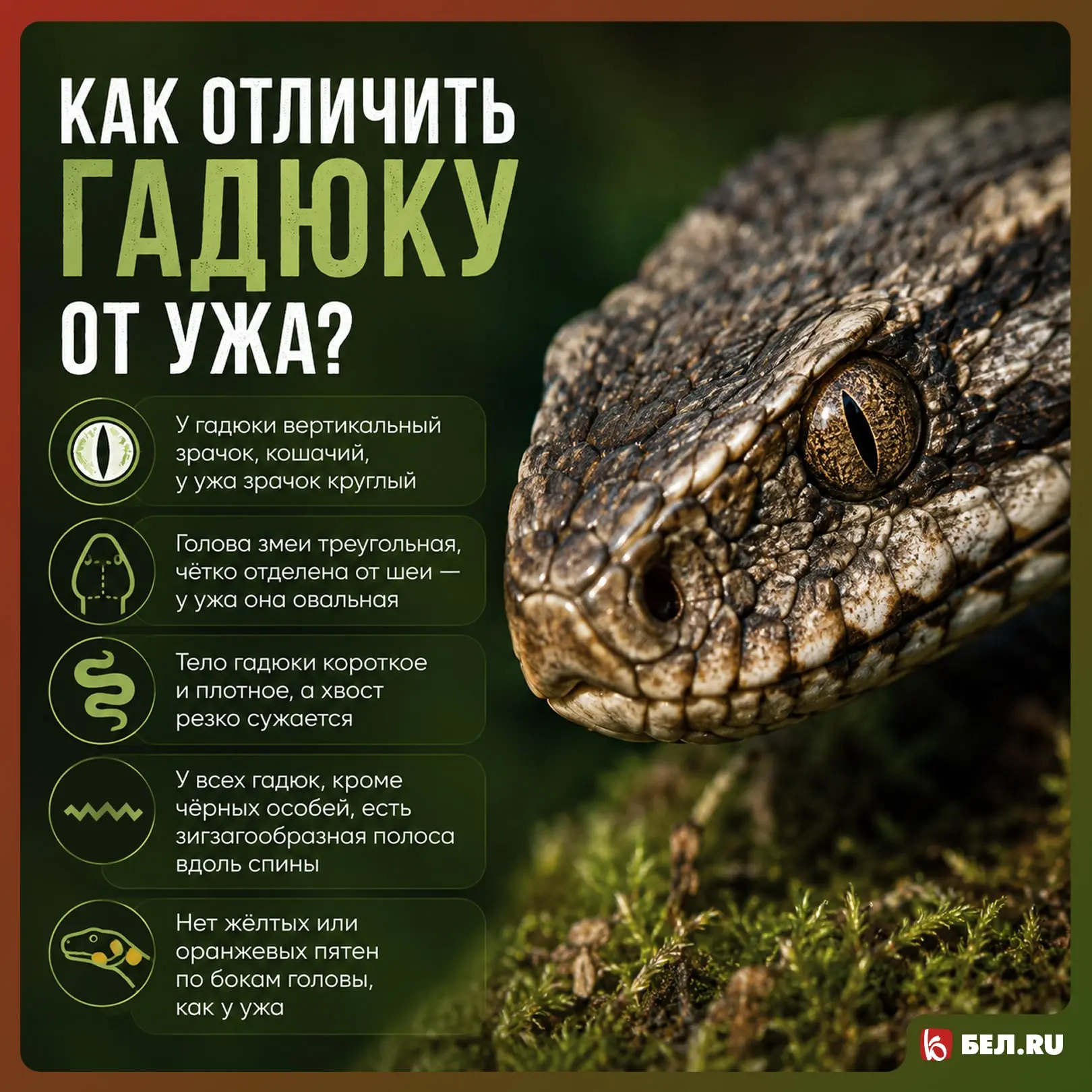 🐍 Три белгородца пострадали от укусов гадюк с начала года. Как не стать четвёртым?

С наступлением 