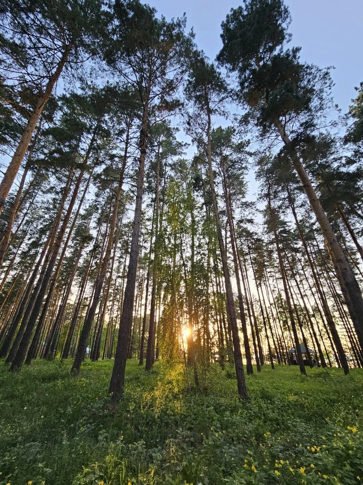 🌲 Насладитесь магией соснового леса на базе отдыха "Лесная Быль"! 🌲

Свежий воздух, спокойствие и 