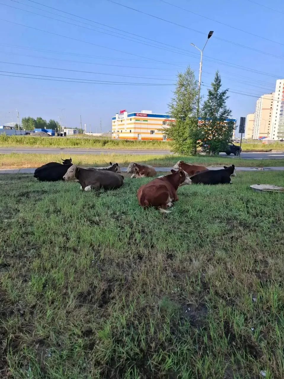 Давненько мы не видели скотину в наших дворах! Теперь уже и КРС лежат в холодке, жуют себе жвачку сп