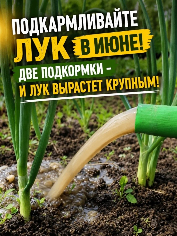 ПОДКАРМЛИВАЙТЕ ЛУК В ИЮНЕ!🌱Две подкормки – и лук вырастет крупным!
1. В начале июля, когда формирую