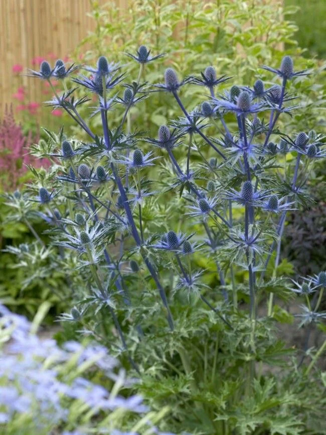 Синеголовник плосколистный (лат. Eryngium planum) — это многолетнее травянистое растение из семейств