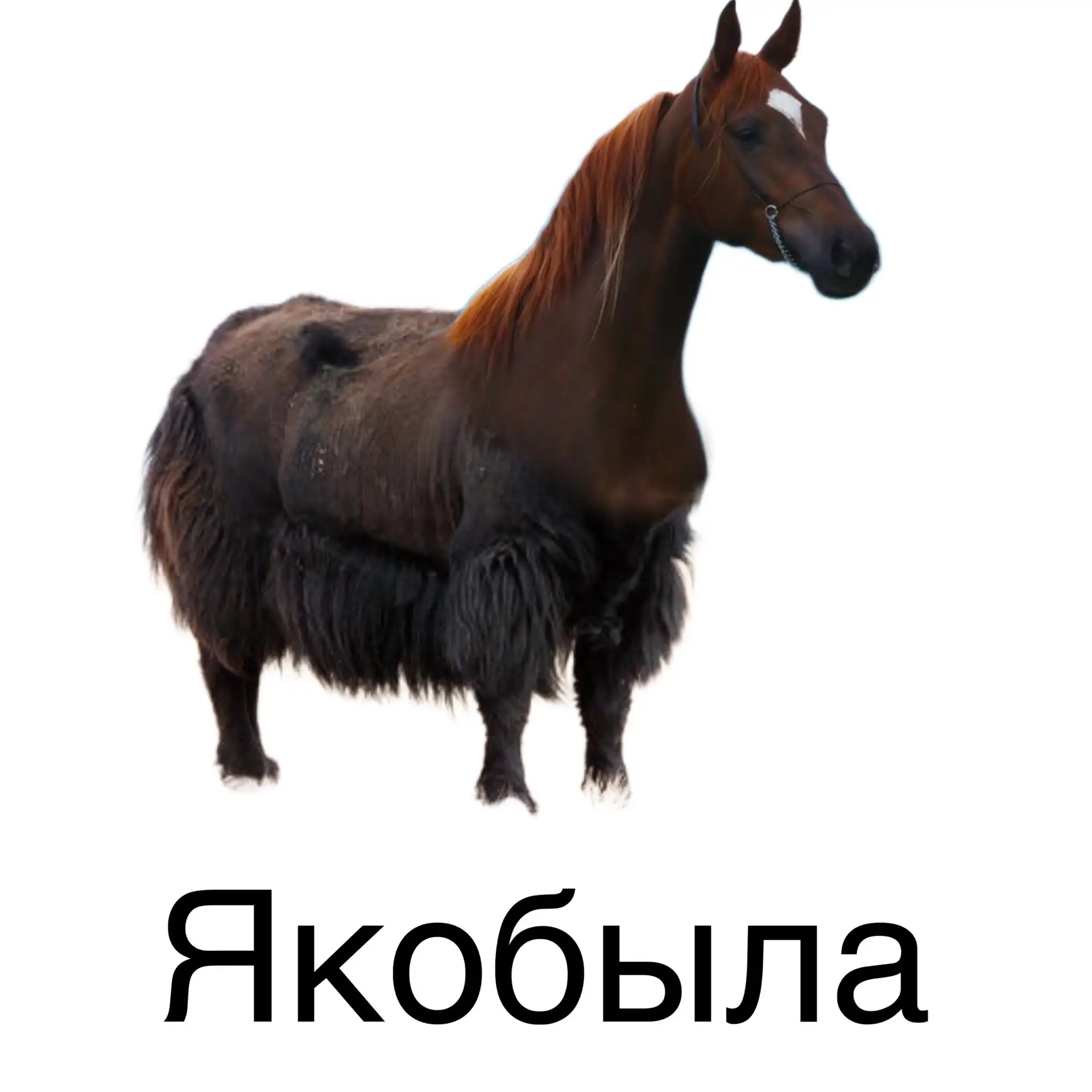 А ты кто ?)