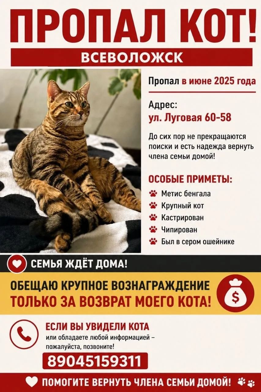 🐈 Пропал кот

Люди, помогите, пожалуйста найти моего кота. Он пропал во Всеволожске год назад.
Ему 