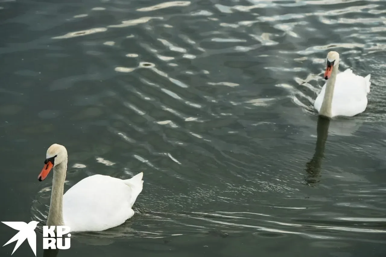 🦢 На реке Кальчик в Мариуполе поселилась молодая пара лебедей.

🌿 Пернатые облюбовали участок у па