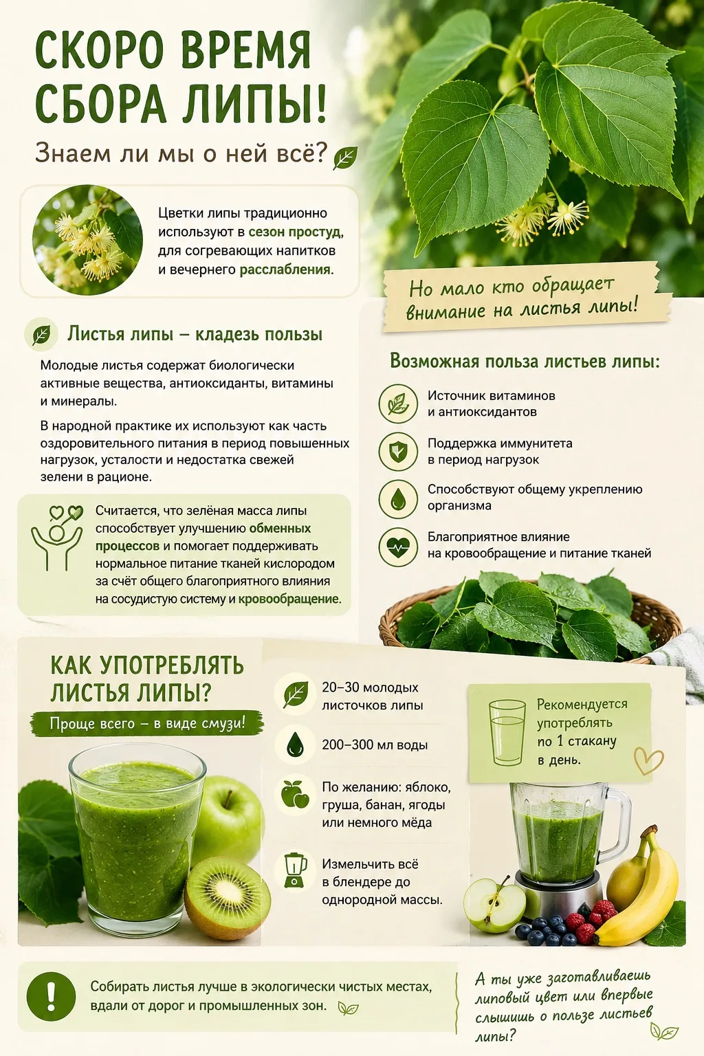🌿 Скоро время сбора липы: знаем ли мы о ней всё?
Многие ждут цветение липы ради ароматного чая. Цве