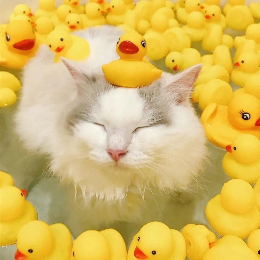 💛💛💛💛💛