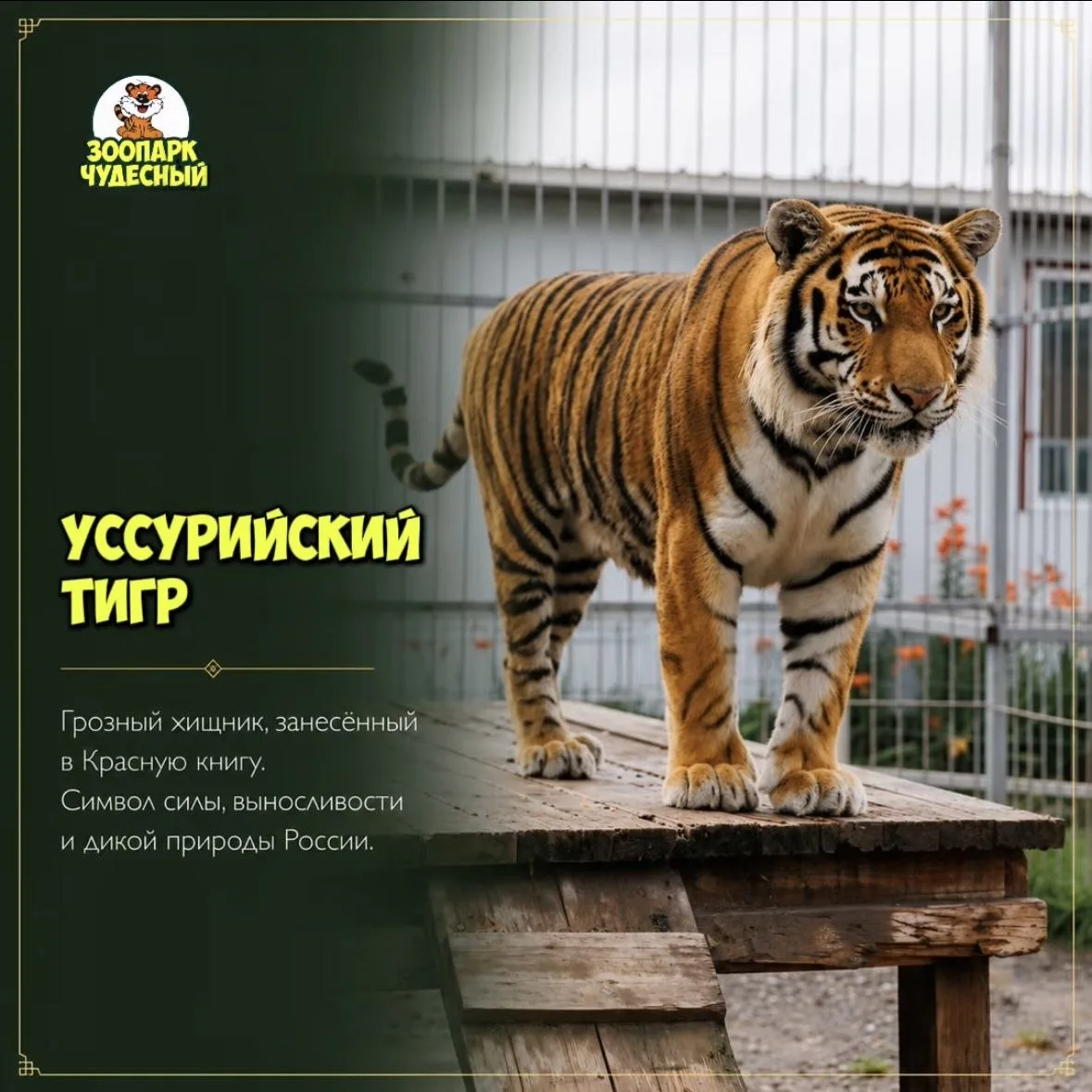 🐯🦁 Зоопарк «Чудесный»

🇷🇺 Россия — это не только бескрайние просторы, густые леса и величественн