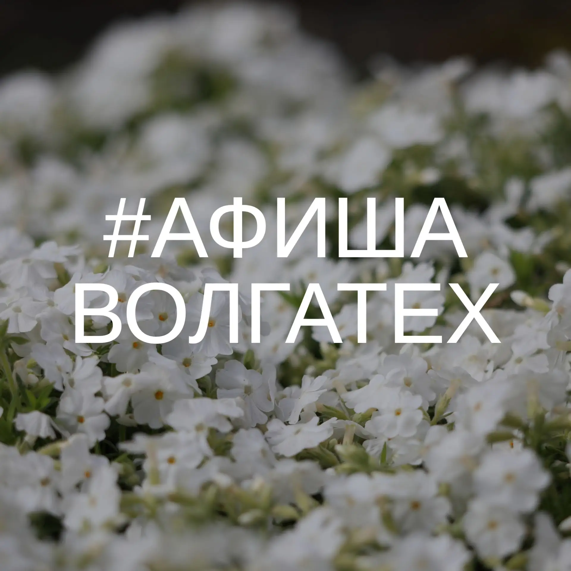 Афиша Волгатеха уже в сети 😉

Впереди праздничные выходные, а значит, наша подборка полезна как ник