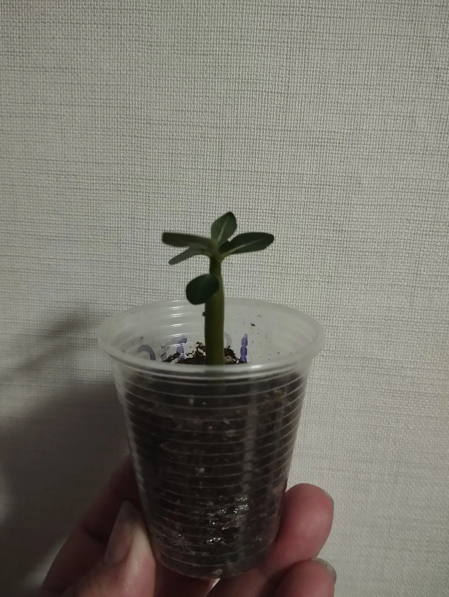 💚 АДЕНИУМ 💚 
#продам

Цвета разные,есть Микс разные 

💲200
