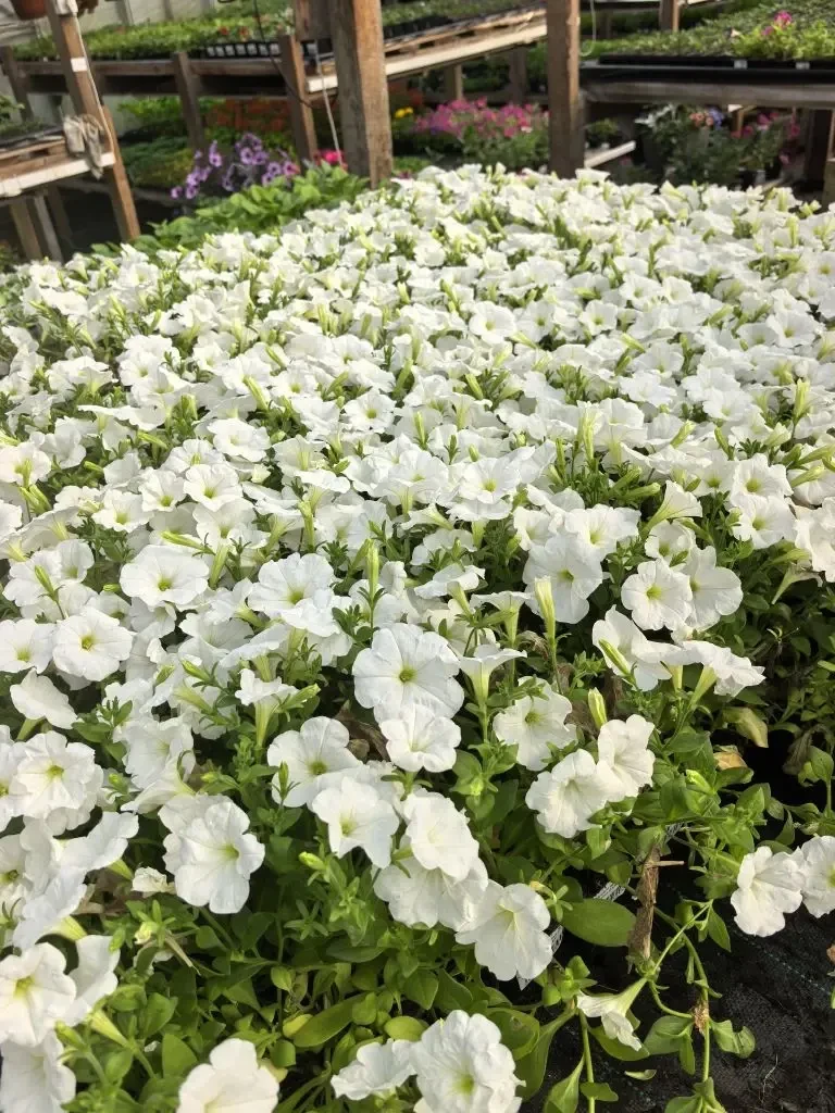 Мечтаете о ярком саде или уютном балконе? 

В Top Garden 

Мы собрали для вас самый впечатляющий асс