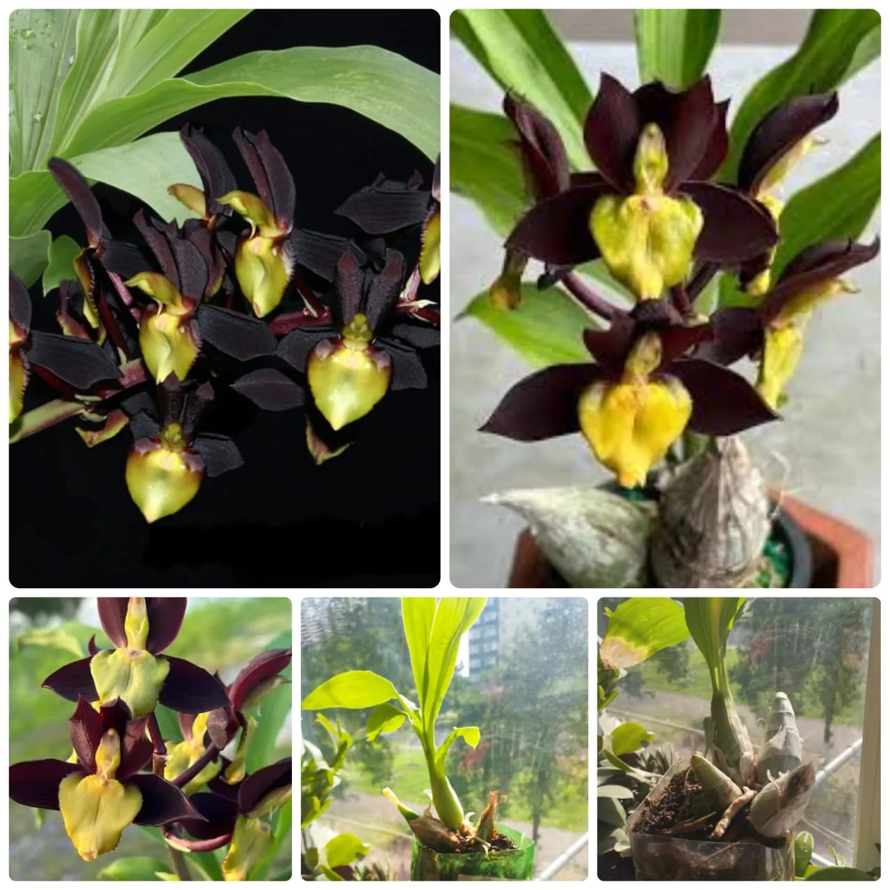 Продам орхидеи из своей коллекции!🪴
Catasetum tenebrosum . 🪴

В наличии 2 растения. 
Цена 1700-200