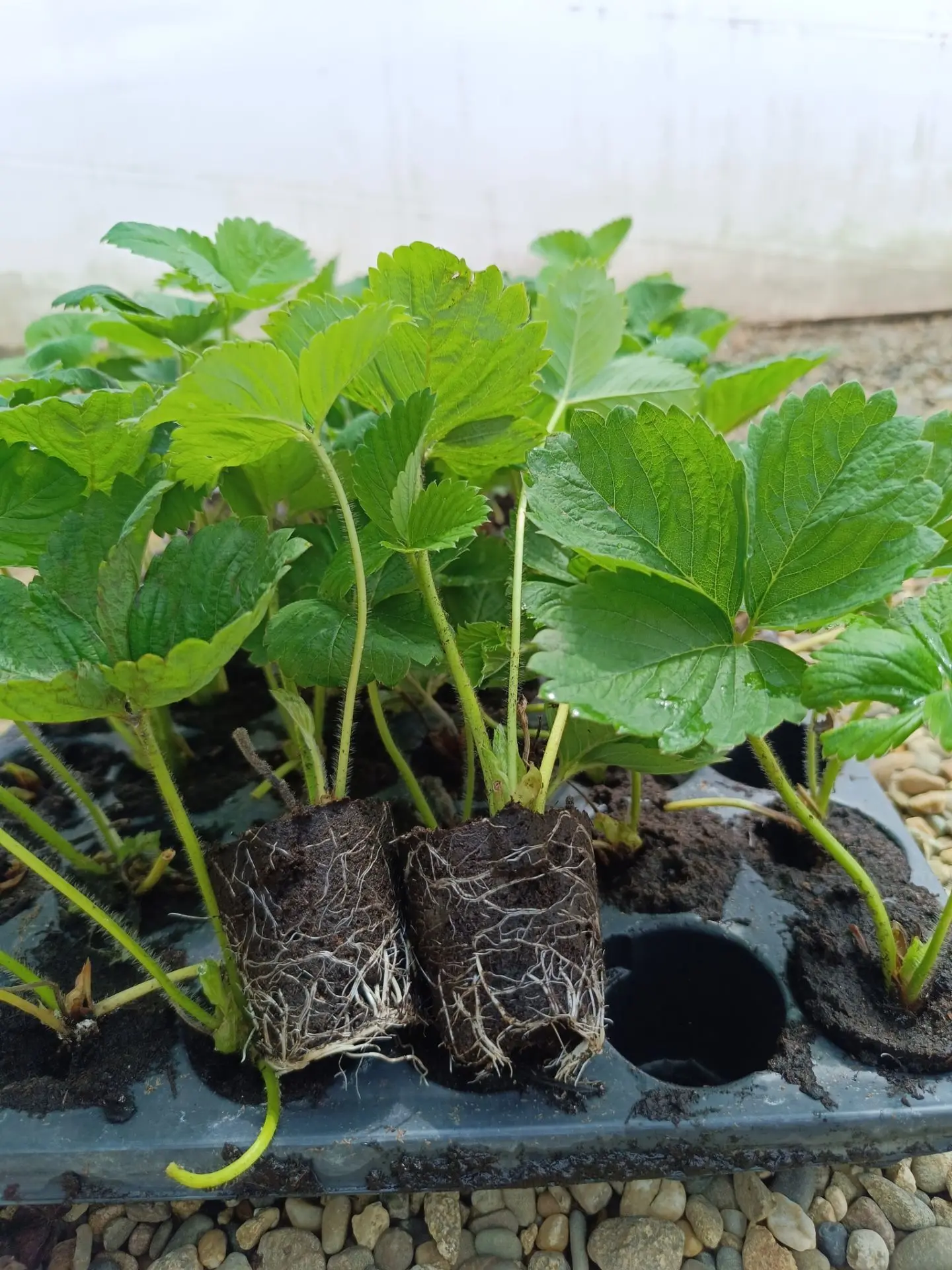 Продается кассетная рассада клубники:🍓
Клери, Квики, Сирия, Альба, Джоли, Азия - 40 руб.

Ремонтант